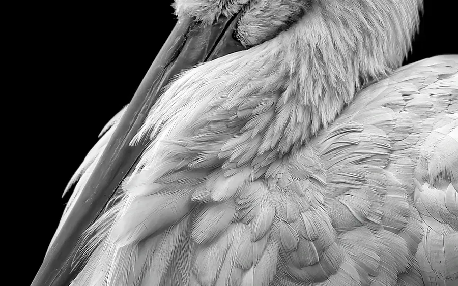black and white images in lightroom