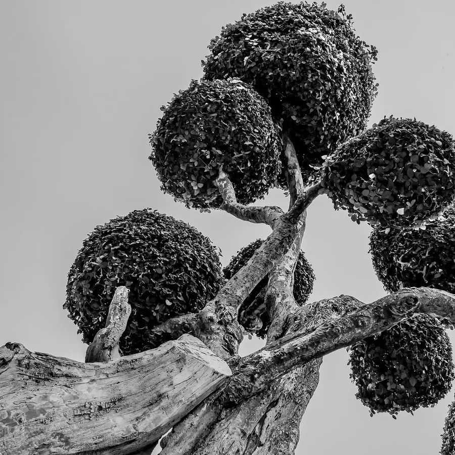 black and white images in lightroom