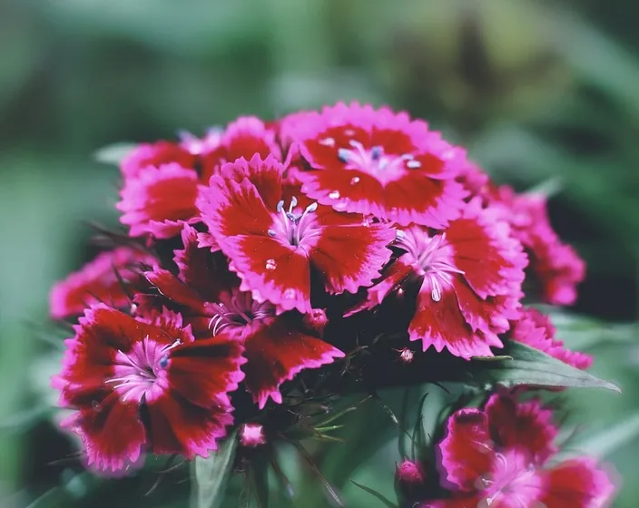 different levels of vibrance