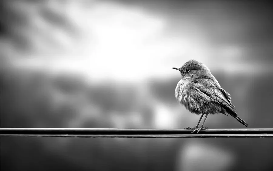 black and white images in lightroom