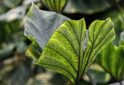 crop video in lightroom